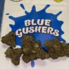 Blue Gushers Strain