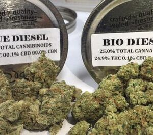 Bio Diesel Strain