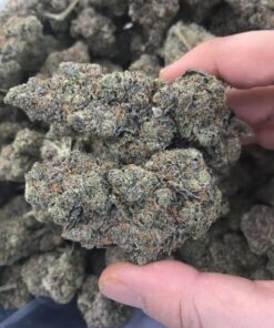 Black Domina Strain