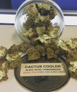 Cactus cooler Strain