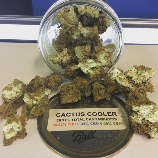 Cactus cooler Strain