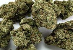 Cinderella Jack Strain