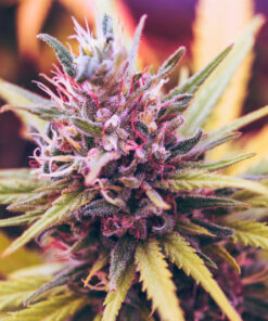 Marijuana Strains