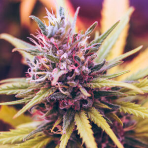 Marijuana Strains