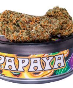Papaya strain