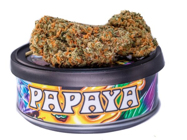 Papaya strain