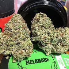 Melonade Strain