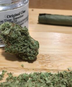 Original Glue Strain