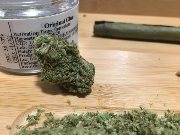 Original Glue Strain