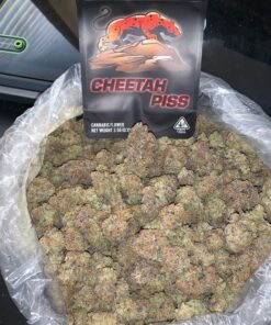 Cheetah piss Strain