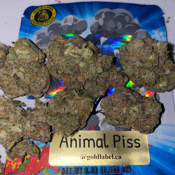 Animal piss strain