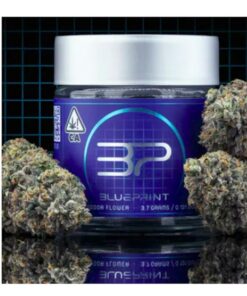 Blue Print - Dr. Freeze - Indoor