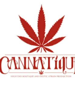 Cannatique - Demon Time - Indoor